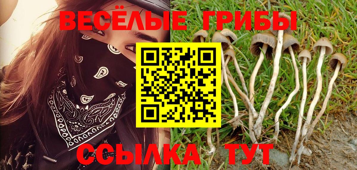 Псилоцибиновые грибы мицелий Белая Калитва